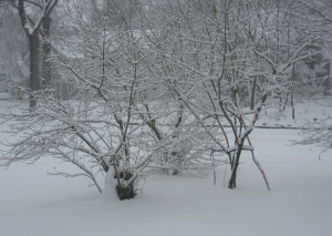 snowstorm, February 10, 2010